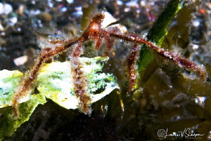 Orangutan Crab/Photographed with a Canon 60 mm macro lens... by Laurie Slawson 